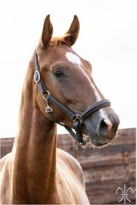 Photo cheval a vendre DON WILD DE LA GESSE